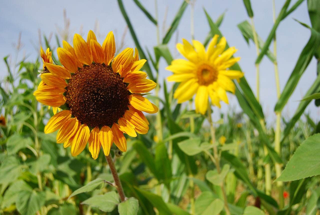 How to Grow a Pumpkin Patch in Your Backyard